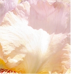 Iris 1082