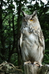 Eurasian Eagle Owl by Mike Graystone 1