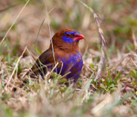 Purple Grenadier (male)