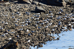 Arctic Terns
