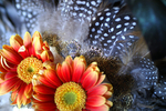 Flowers Set 08 - 09