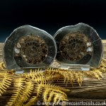 Cut & Polished Whitby Ammonite 037