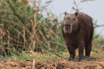 Capybara (adult) standing on river bank, Pantanal, Brazil