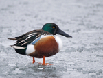 Shoveler