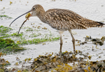 Curlew