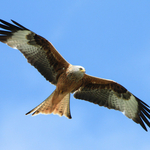 Birds of Prey portfolio