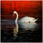 Mute Swan on Red Water 