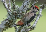 Great Spotted Woodpecker