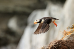 Horned Puffin just after takeoff, Duck Island, Alaska