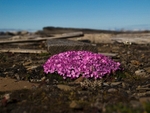 Moss campion 0858
