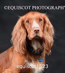 equiscot1523