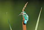 Kingfisher - Alcedo atthis