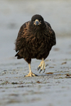 Striated Caracara walking on beach, Carcass Island, The Falklands