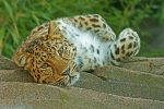 Amur leopard - Milena (Colchester Zoo)