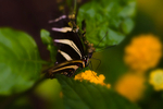 Zebra Longwing Butterfly - 0215