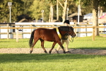 Novice & Newcomers Supreme Championship portfolio