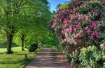 Rhododendrons at Cockington