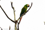 Chesnut- fronted macaw