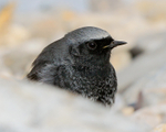 Black Redstart (male) close-up, Brean Sands, Somerset