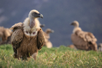 Griffon Vulture portfolio
