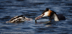 Great Crested Grebe (Podiceps cristatus) adult feeding juvenile