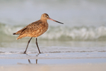 Marbled Godwit breaking wave background, Fort De Soto Park, Florida