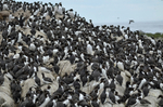 Common Guillemots