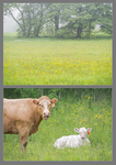 HE/SHE 2015, SET #6