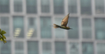 High flying in the city centre