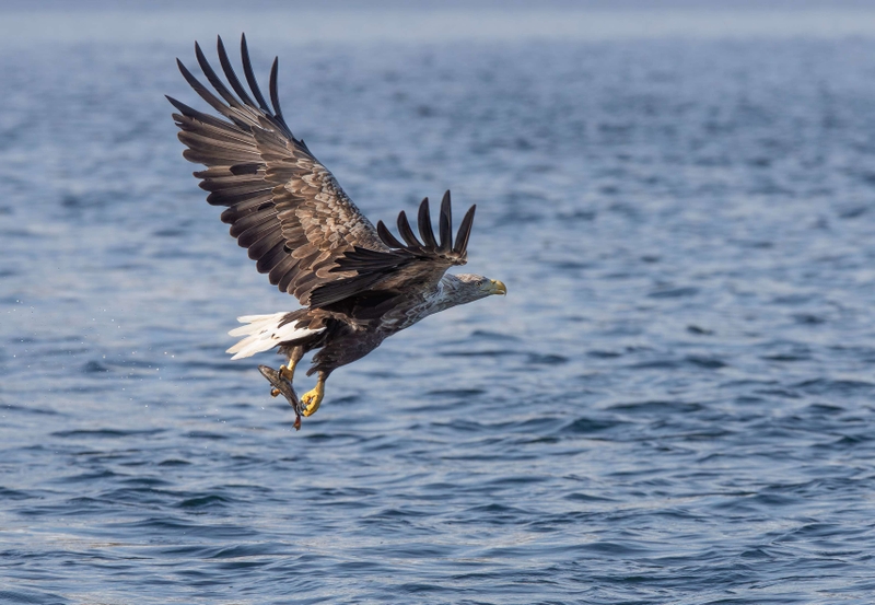 White Tailed Eagle - Isle of Mull - Scotland