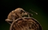 Nut Weevil Curculio nucum