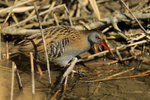 Water Rail portfolio