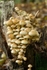 Sulphur Tuft Fungus 1