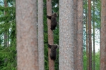 Brown Bear