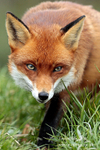 Vixen 260313-626a