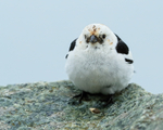 Snow Bunting portfolio
