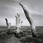 Thonham Salt Marsh # 2