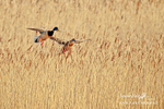 Mallard Ducks 300412  1