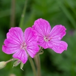Bloody cranesbill (Geranium sanguineum