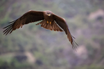 Black Kite hovering, Catalonia, Spain