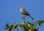 Corn Bunting