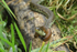 Grassnake
