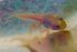 6 Golden Tadpoles