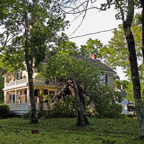 A large tree can be seen, perched precariously, on a home's second floor verandah.
