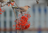 Waxwing