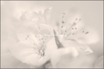 Apple Blossom
