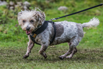 Dovedale Dash-2795