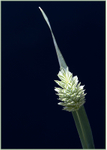 Grass