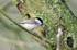 Marsh Tit