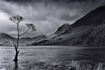 Buttermere Tree